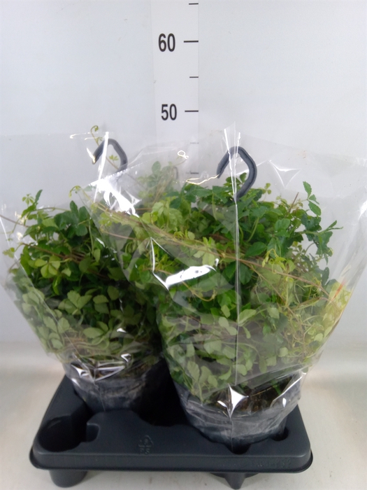 <h4>Parthenocissus  'Sugar Vine'</h4>