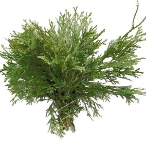 Co Thujopsis Dolabrata