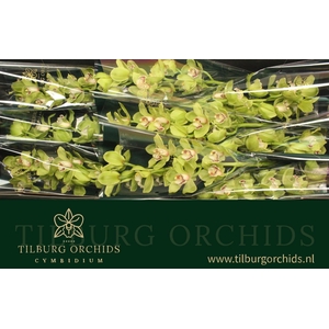 CYMB T OVATI EMERALD