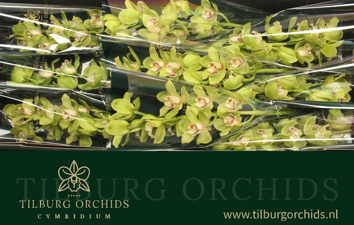 <h4>CYMB T OVATI EMERALD</h4>