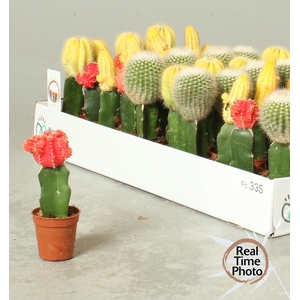 CACTUS GEM
