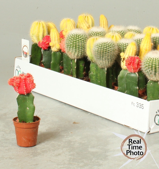 <h4>CACTUS GEM</h4>