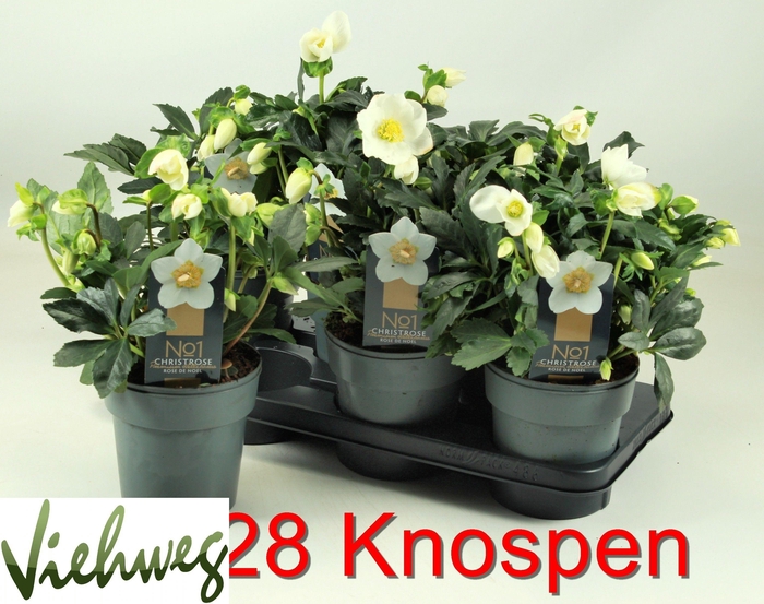 <h4>HELL NI HGC DIVA</h4>