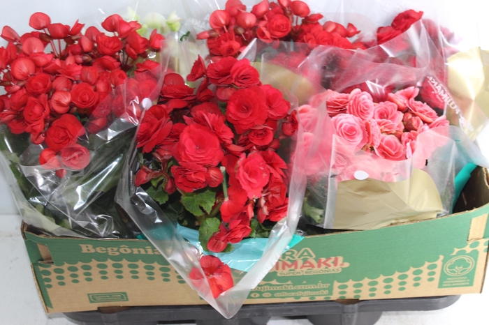 <h4>BEGONIA P15</h4>