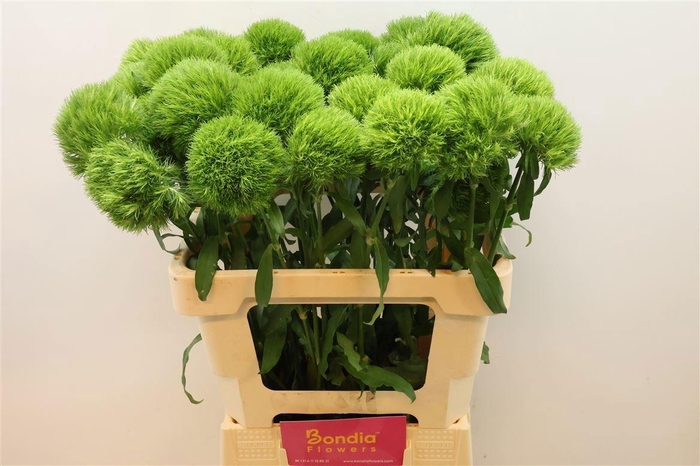 <h4>DI BARB KIWI MELLOW</h4>