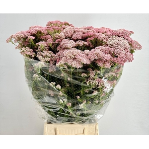 Ozothamnus Cooks Tall Pink