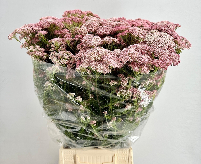<h4>Ozothamnus Cooks Pink (per bunch)</h4>