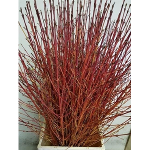 CORNUS SA WINTER BEA