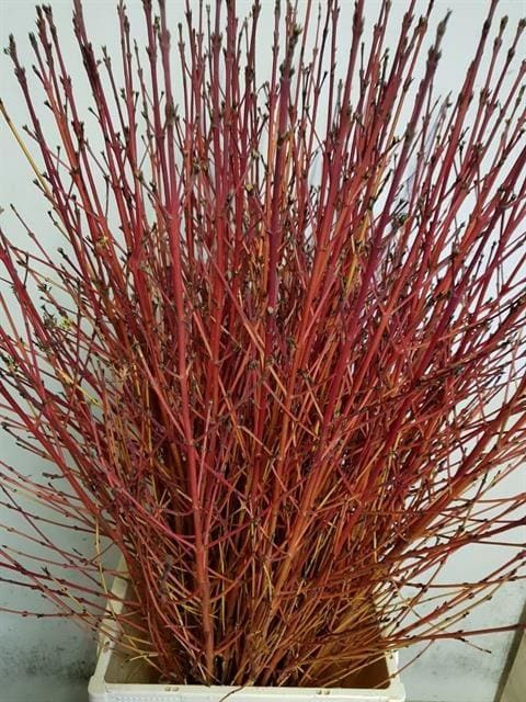 CORNUS SA WINTER BEA