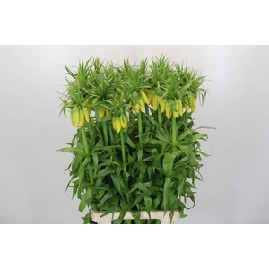 Fritillaria  'Yellow Beauty'