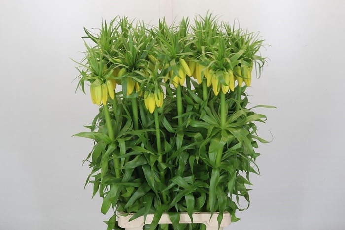 <h4>Fritillaria  'Yellow Beauty'</h4>