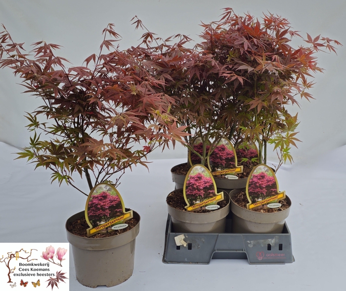 <h4>ACER PA ATROPURPUREU</h4>