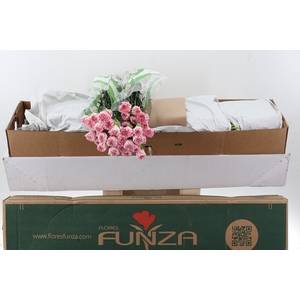 Di St Essiana Box