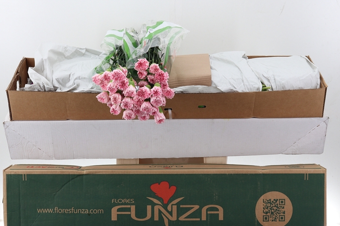 Di St Essiana Box