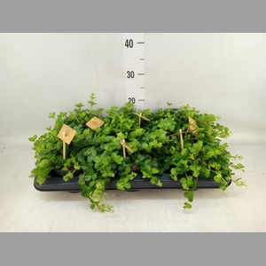 Peperomia rotundifolia