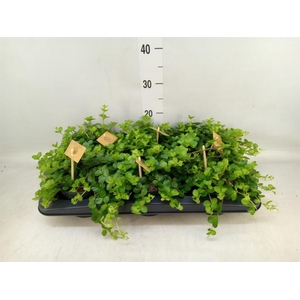 Peperomia rotundifolia