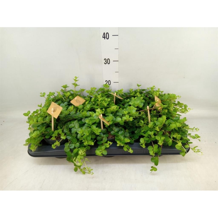 <h4>Peperomia rotundifolia</h4>