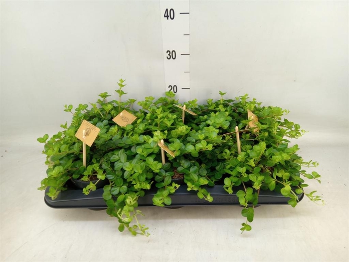 <h4>Peperomia rotundifolia</h4>