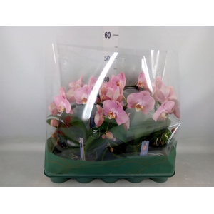 Phalaenopsis   ...rose