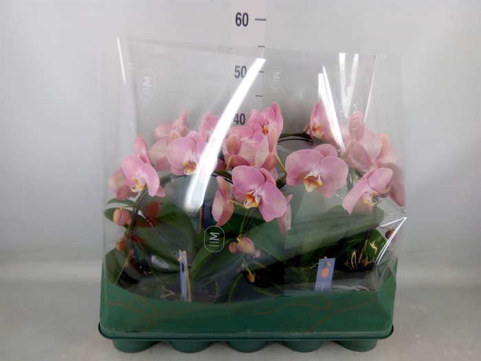<h4>Phalaenopsis   ...rose</h4>