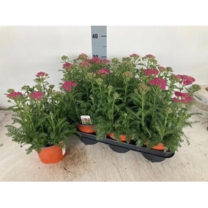 ACHI MILLEFOLIUM