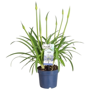 Agapanthus Amourette Superb