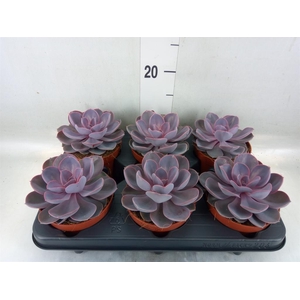 Echeveria  'Purple Pearl'