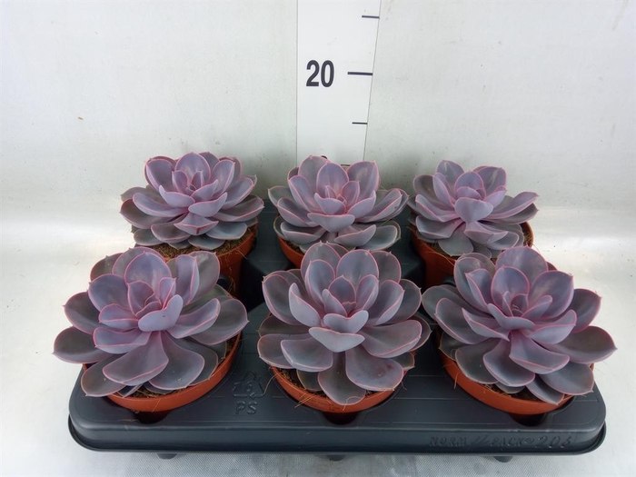 <h4>Echeveria  'Purple Pearl'</h4>