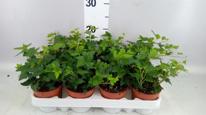 <h4>Hedera helix 'Shamrock'</h4>