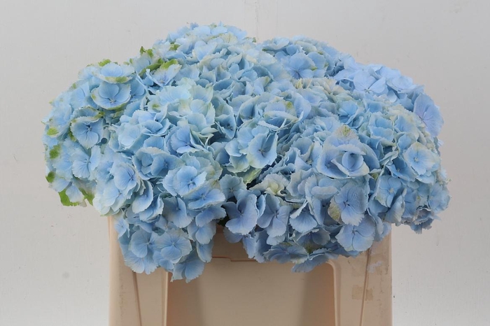 <h4>Hydr M Ch Verena Bl</h4>