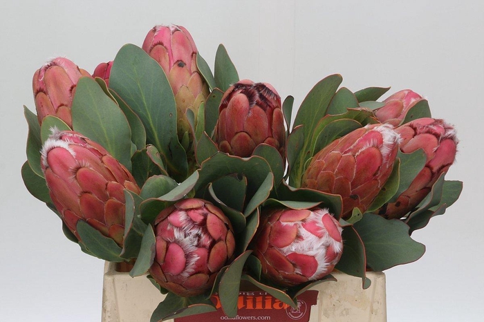 <h4>PROTEA GRANDICEPS</h4>