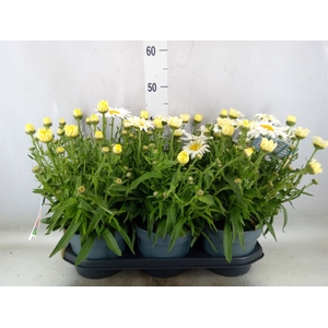 Leucanthemum maximum