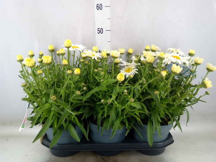 <h4>Leucanthemum maximum</h4>