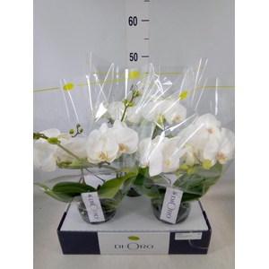 Phalaenopsis   ...white
