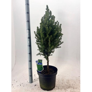 PICEA GL DECEMBER STEM P27 100CM