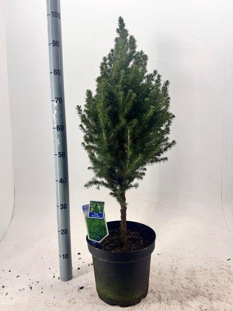 <h4>!! PROMO !! PICEA GL DECEMBER STEM P27 100CM</h4>