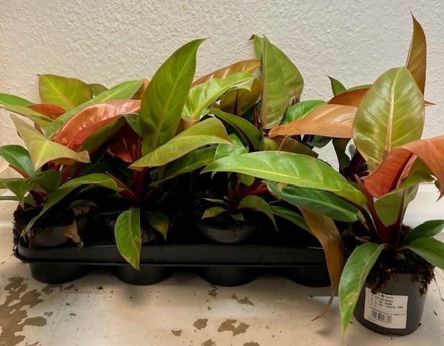 <h4>PHIL PRIN OF ORANGE</h4>