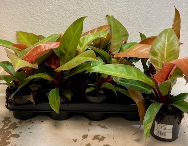 <h4>PHIL PRIN OF ORANGE</h4>