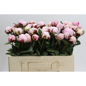 Paeonia Reine Hortense