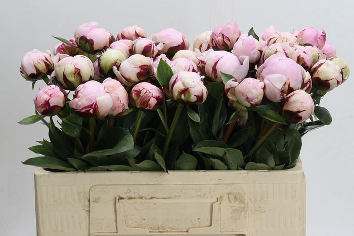 <h4>Paeonia Reine Hortense</h4>