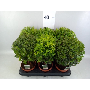 Myrsine africana