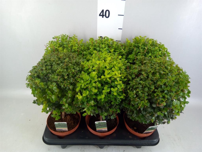 <h4>Myrsine africana</h4>
