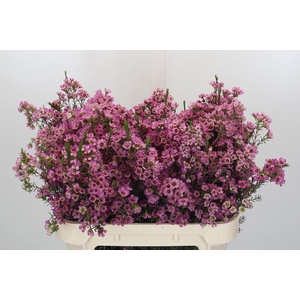 CHAMELAUCIUM  'ADI'