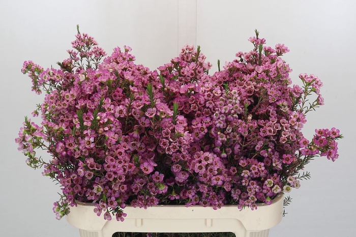 <h4>CHAMELAUCIUM  'ADI'</h4>