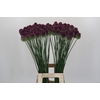 Allium Sphaerocephalon