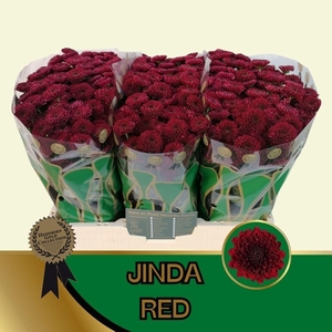 CHRYSANTHEMUM SA 'JINDA RED'