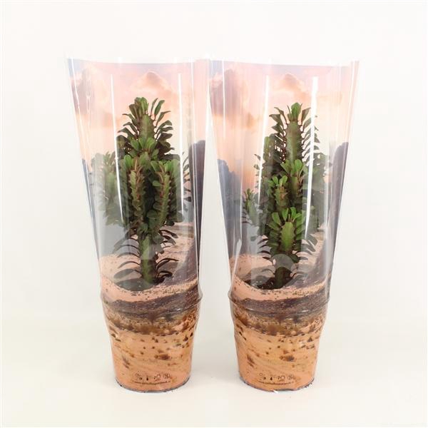 <h4>Euphorbia Trigona Rubra in Desert hoes P17</h4>