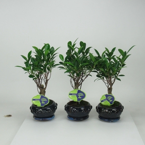 Ficus retusa, 13cm., broom, with driptray