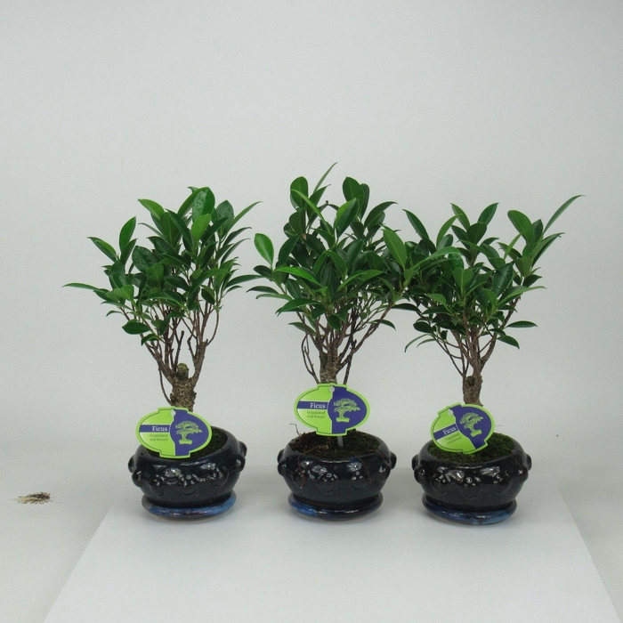 <h4>Ficus retusa, 13cm., broom, with driptray</h4>