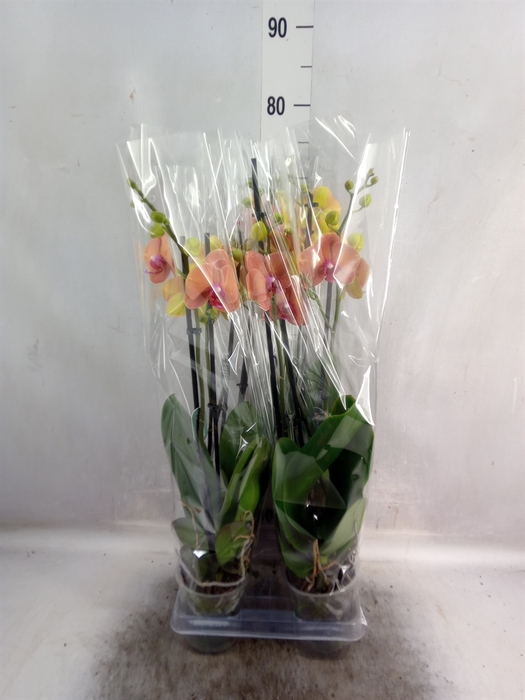 <h4>Phalaenopsis  'Surfsong'</h4>